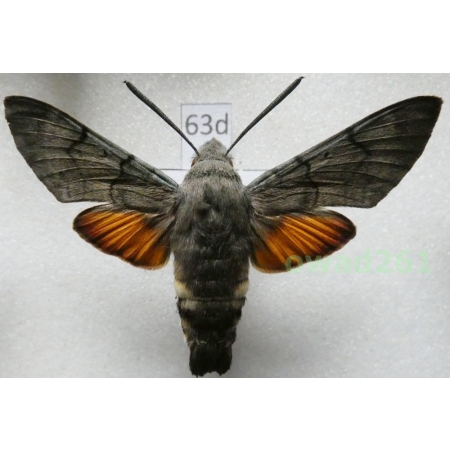 Macroglossum stellatarum (Linnaeus, 1758) ex. ovo Poland63d